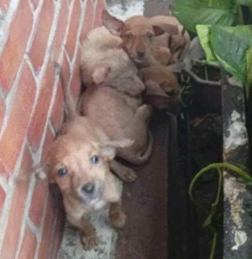 Puppies Left Behind at Escobar’s North Caloocan Branch 💔🐶